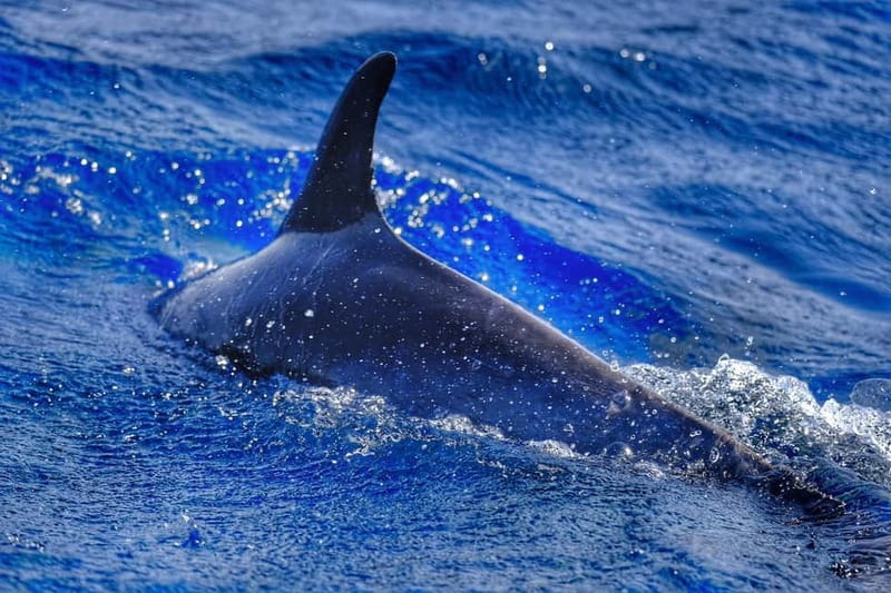 From Morro Jable: Dolphin and Whale Watching and Snorkelling - The 30-minute snorkeling stop