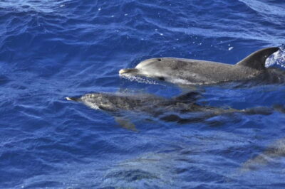 From Morro Jable: Dolphin and Whale Watching and Snorkelling
