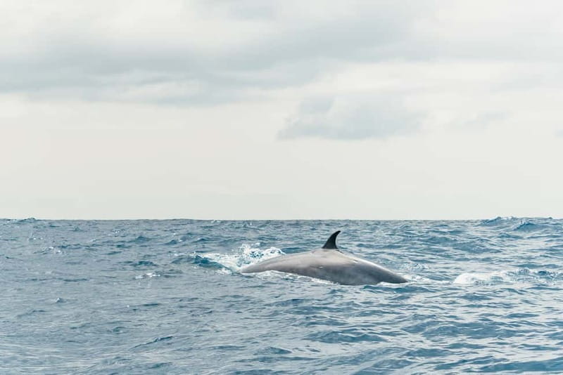 From Morro Jable: Dolphin and Whale Watching and Snorkelling - Views of Fuerteventura from the water