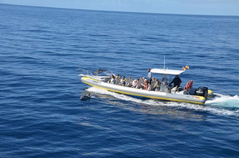 From Morro Jable: Dolphin and Whale Watching and Snorkelling - Is $59 a fair price?