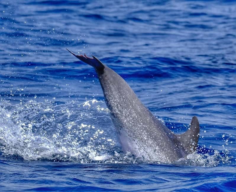 From Morro Jable: Dolphin and Whale Watching and Snorkelling - Who will enjoy this Morro Jable trip?