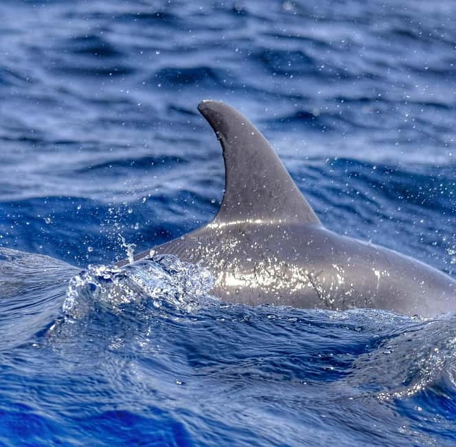From Morro Jable: Dolphin and Whale Watching and Snorkelling - Practical advice before you reserve