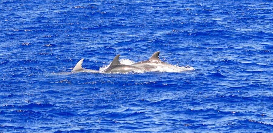 From Palma: 3-Hour Morning Dolphin Watching Boat Tour - A clear-water cove for swimming and snorkeling
