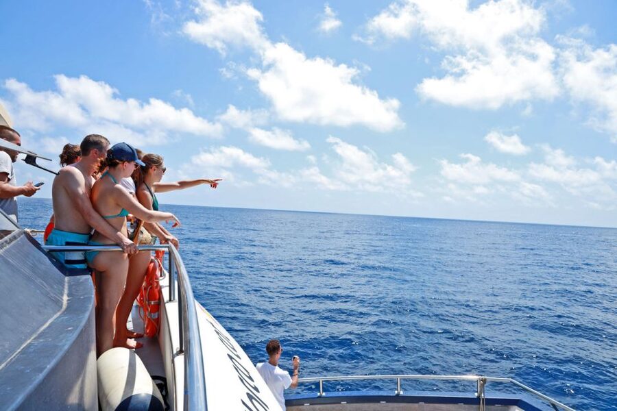 From Palma: 3-Hour Morning Dolphin Watching Boat Tour - Choosing between Palma departure and hotel transfer