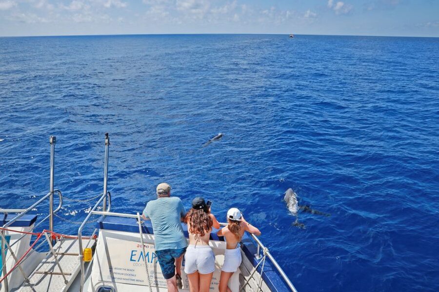 From Palma: 3-Hour Morning Dolphin Watching Boat Tour - Who will enjoy this trip most