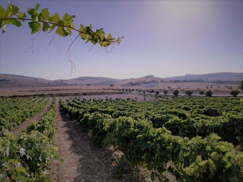 From Seville: Cadiz and Jerez de la Frontera Day Trip - The guide can shape the whole day