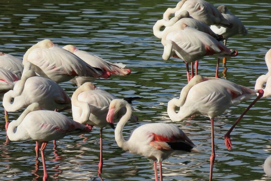 From Seville: Doñana National Park Day Trip - From Seville to the northern marshes