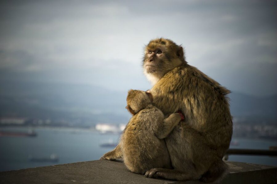 From Seville: Gibraltar Sightseeing Tour - An early start and a long road from Seville
