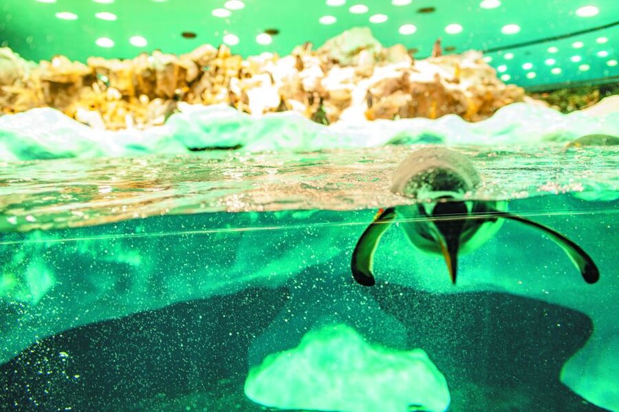 From South Tenerife: Loro Park Zoo Ticket & Hotel Transfers - Entering the park and planning your six hours