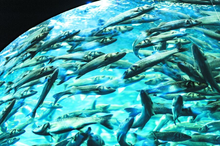 From South Tenerife: Loro Park Zoo Ticket & Hotel Transfers - Planet Penguin and the real iceberg