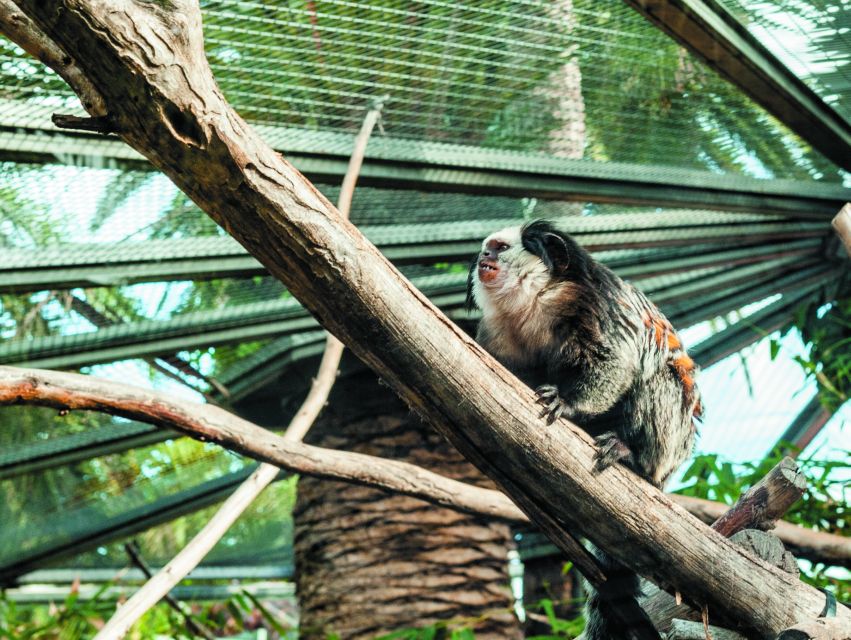 From South Tenerife: Loro Park Zoo Ticket & Hotel Transfers - Orca Ocean, dolphins, and sea lions
