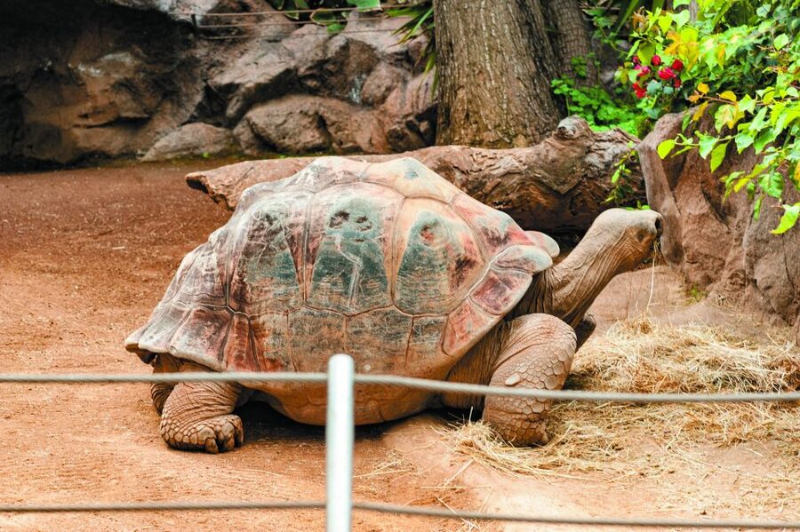 From South Tenerife: Loro Park Zoo Ticket & Hotel Transfers - Katandra TreeTops and the quieter side of the park