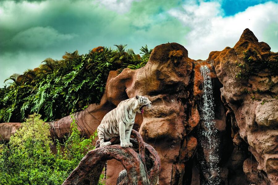From South Tenerife: Loro Park Zoo Ticket & Hotel Transfers - Is $75 good value?