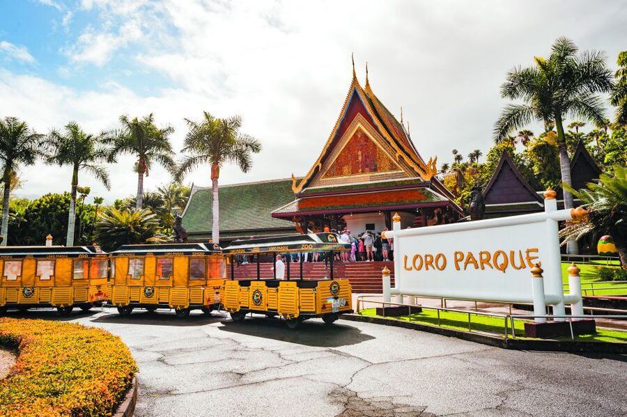 From South Tenerife: Loro Park Zoo Ticket & Hotel Transfers - The bus from Costa Adeje, Los Cristianos, and the southern resorts