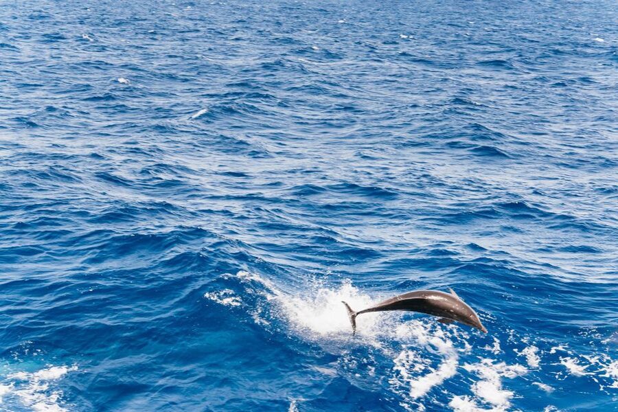 Fuerteventura: Glass Bottom Boat Cruise with Lunch & Drinks - Searching for dolphins, whales, turtles, and flying fish
