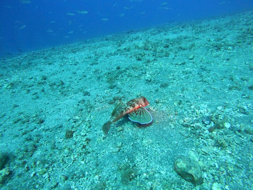 Fuerteventura: Guided Snorkeling in La Lajita with Pickup - Booking flexibility and practical details