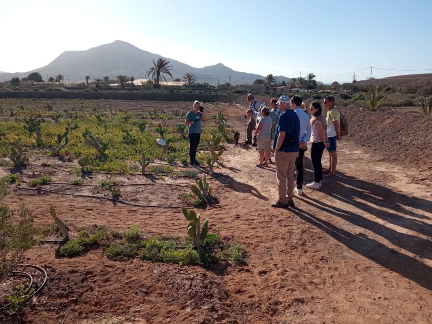 Fuerteventura: Tapas and Local Life Guided Tour - Pickup from Tarajalejo to Morro Jable