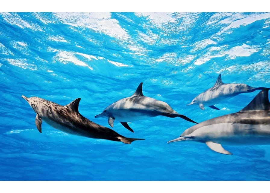 Fuerteventura: Whale & Dolphin Watching Boat Tour with Guide - Setting out between Fuerteventura and Lanzarote