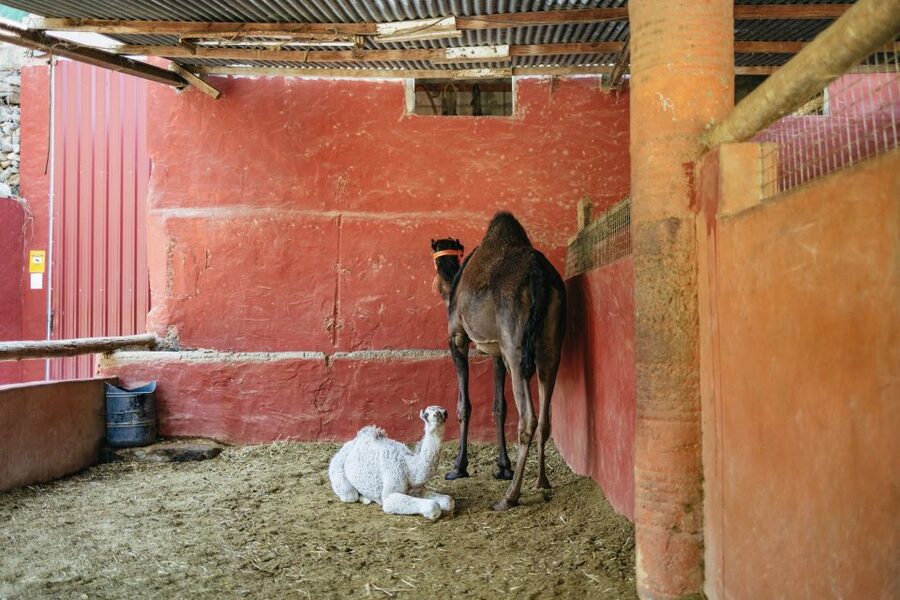 Gran Canaria: Camel Ride Safari w/ Optional Food & Transport - The Optional Tapas Meal in a Farm Museum
