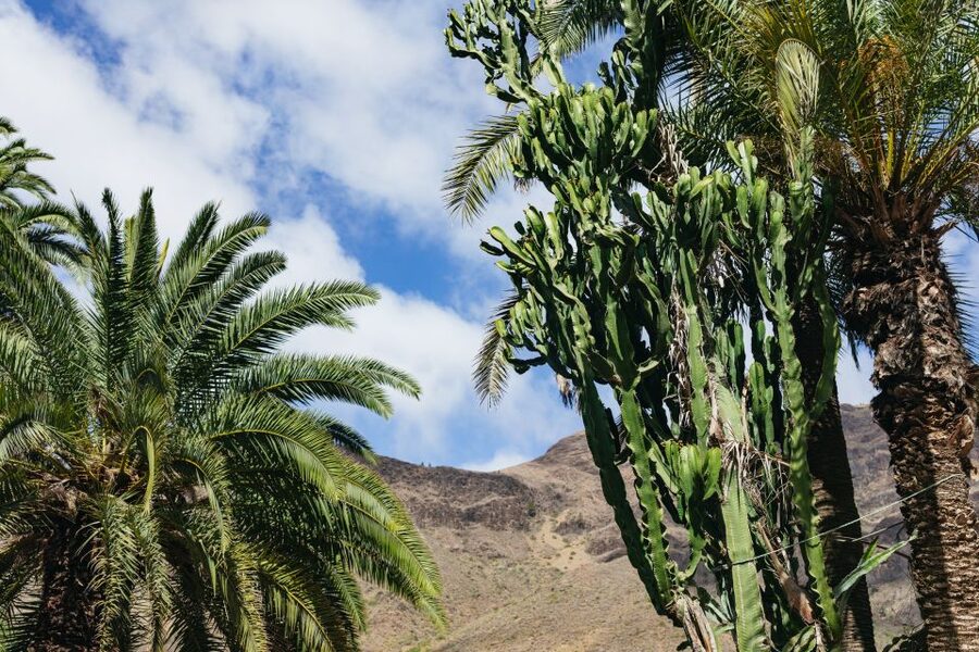 Gran Canaria: Camel Ride Safari w/ Optional Food & Transport - Hotel Pickup and the Real Time Commitment