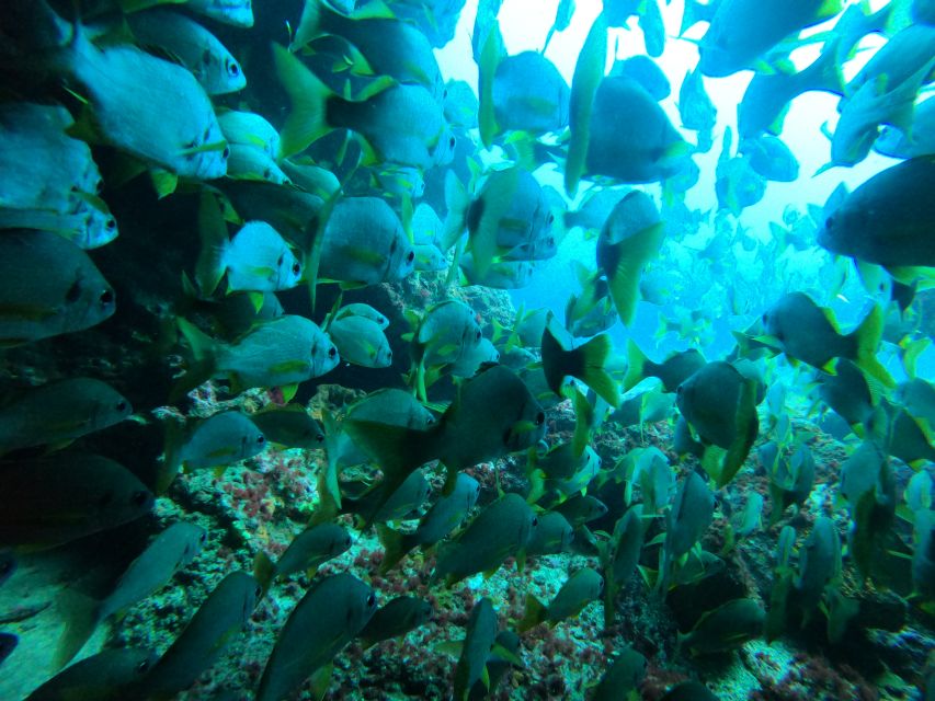 Gran Canaria: Discover Scuba Diving - Free Transfers - What the 50-minute underwater session feels like