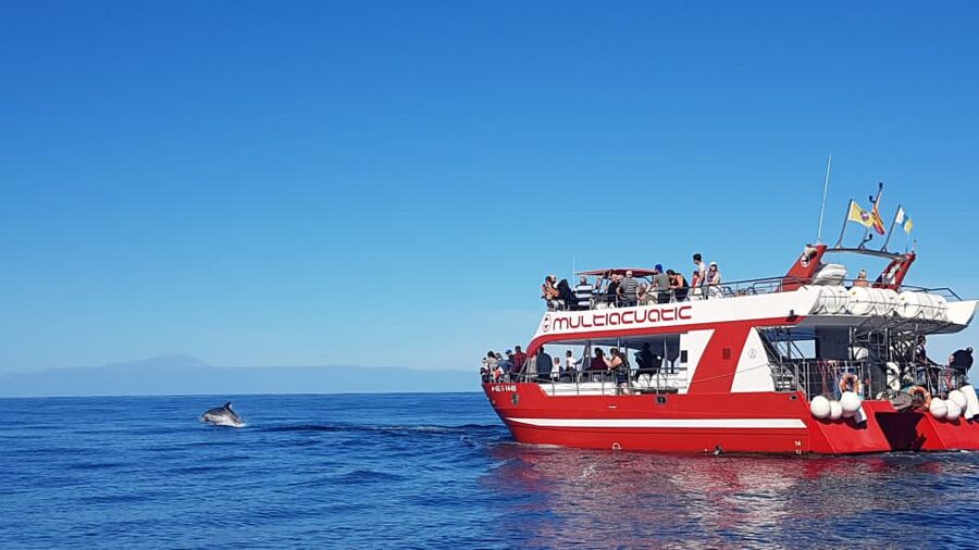 Gran Canaria: Dolphin and Whale Watching Cruise - Key points to know before booking