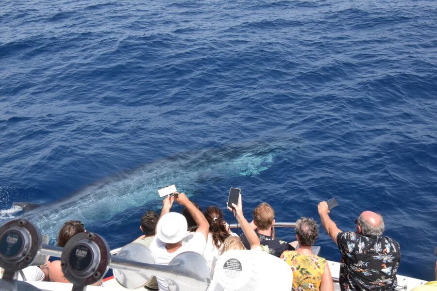 Gran Canaria: Dolphin and Whale Watching Cruise - Leaving Puerto Rico for the open water