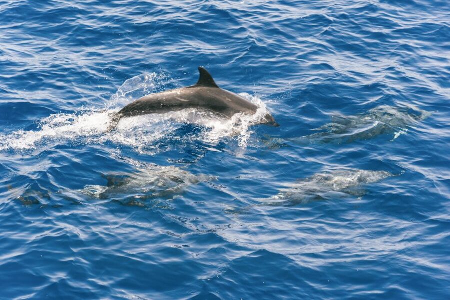 Gran Canaria: Dolphin and Whale Watching Cruise - A crew that helps the experience