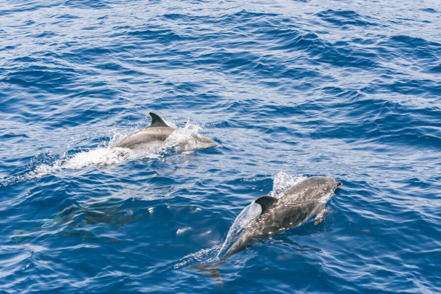 Gran Canaria: Dolphin and Whale Watching Cruise - What children and families should expect