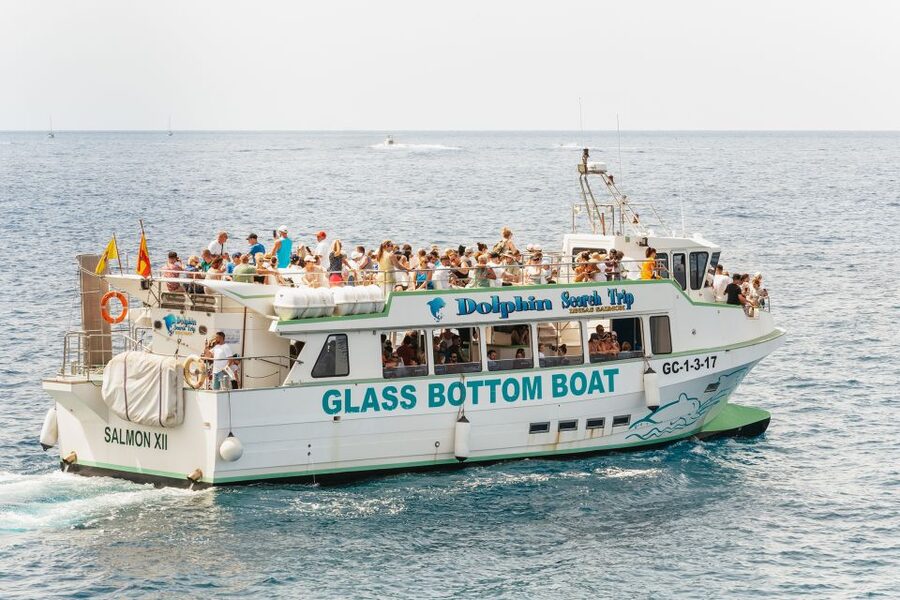 Gran Canaria: Dolphin and Whale Watching Cruise - Timing your outing
