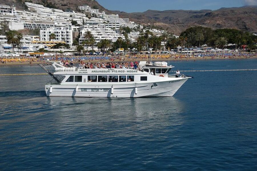 Gran Canaria: Dolphin and Whale Watching Cruise - How to prepare for the cruise