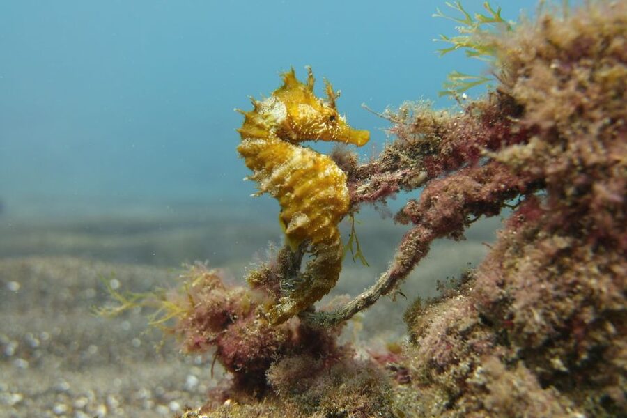 Gran Canaria: Try Scuba Diving for Beginners - About one hour among fish and rays