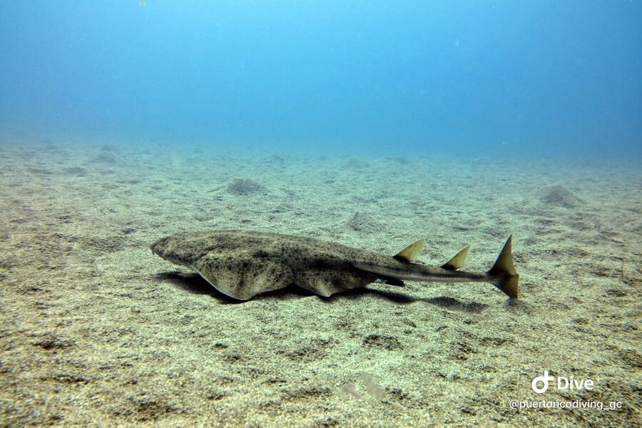 Gran Canaria: Try Scuba Diving for Beginners - Who will enjoy this activity most