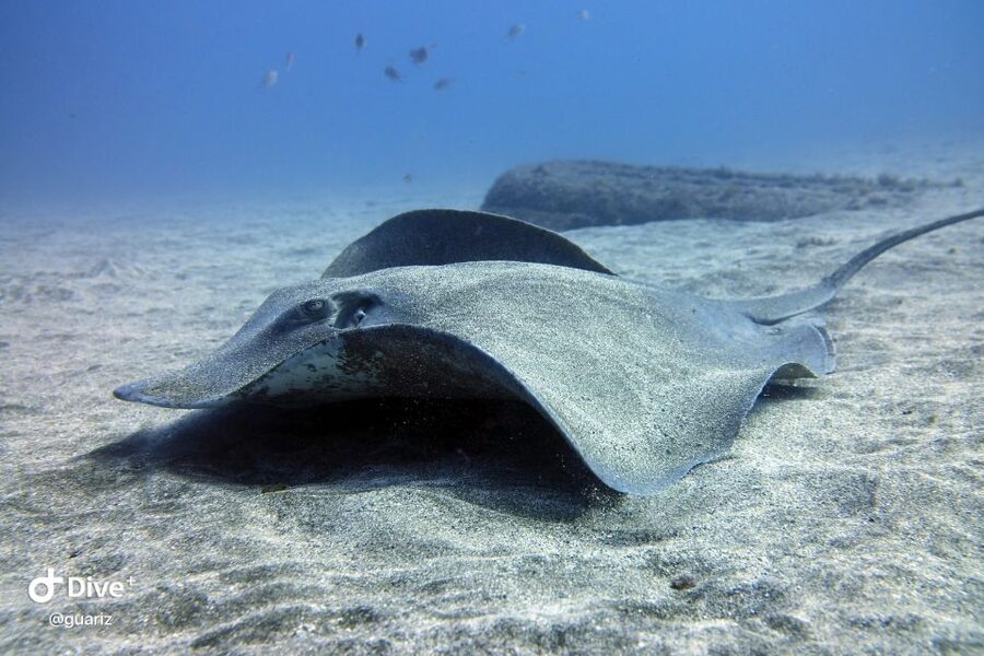 Gran Canaria: Try Scuba Diving for Beginners - Practical details that make the day easier