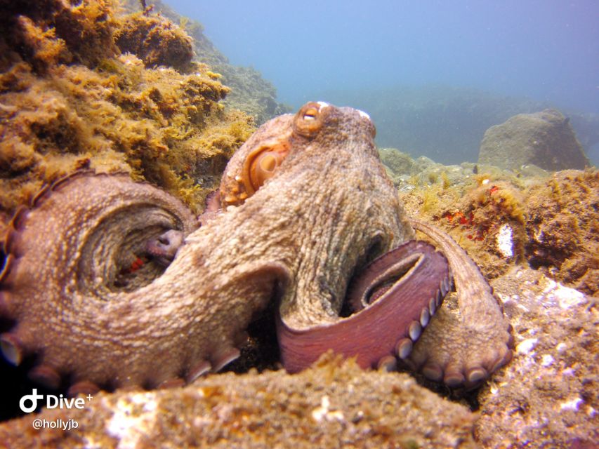 Gran Canaria: Try Scuba Diving for Beginners - My call: book it if you want a careful first try