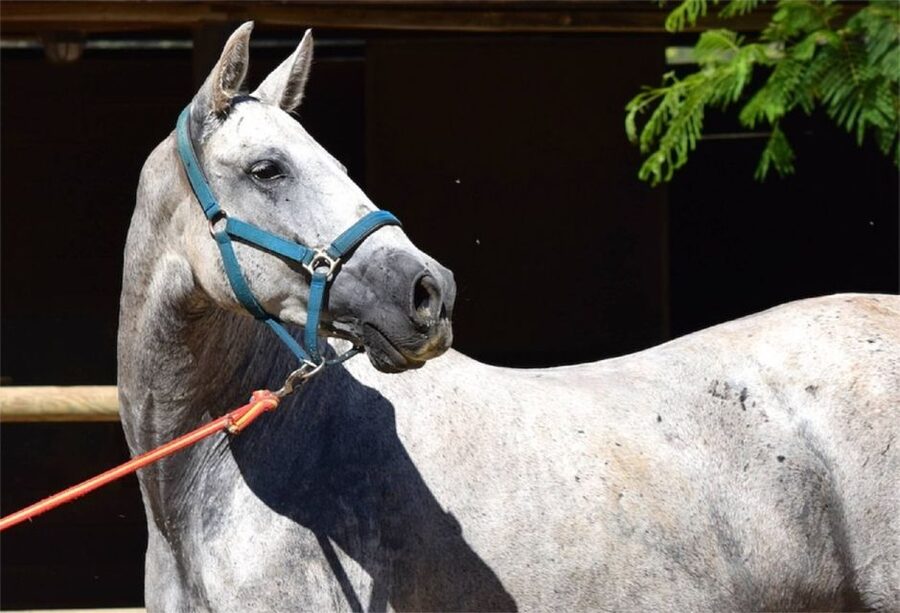 Horse-Drawn Carriage Ride Through Seville - The bullring and Seville’s public traditions