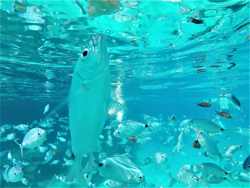 Ibiza: Snorkeling and SUP Paddle, Beach and Cave Boat Tour - Cala Comte: clear water and easy swimming