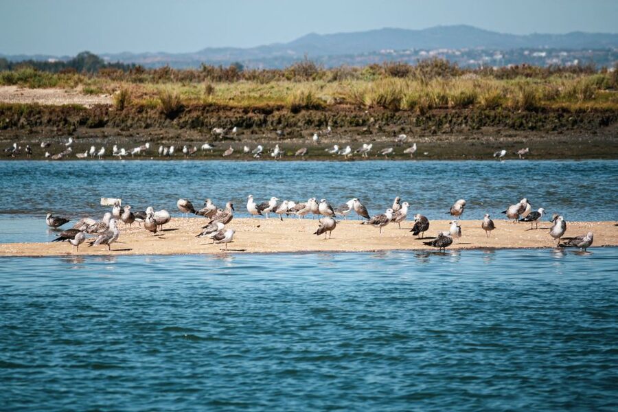 Isla Cristina/Isla Canela: Boat Trip Through the Marshes - Is the boat comfortable for everyone?