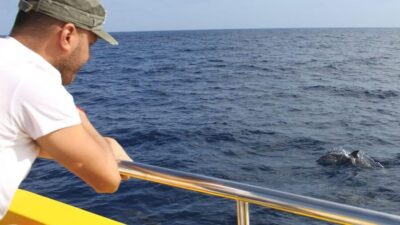 2.5-Hour Sunset and Dolphins Cruise