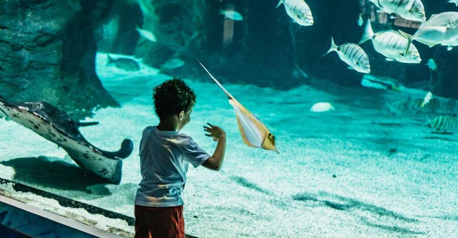 Lanzarote: Aquarium Entry Ticket - A small aquarium with a useful local focus