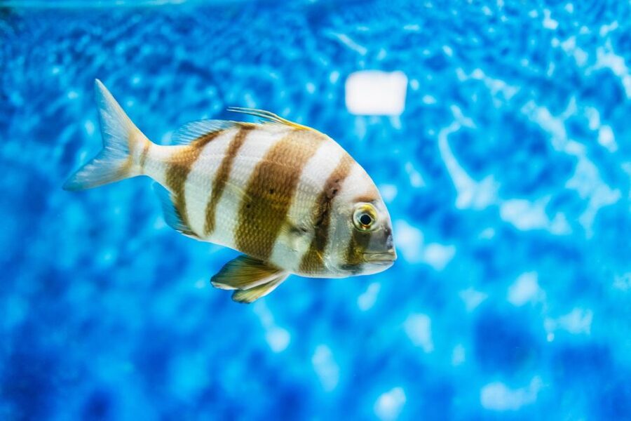 Lanzarote: Aquarium Entry Ticket - The freshwater tanks add variety