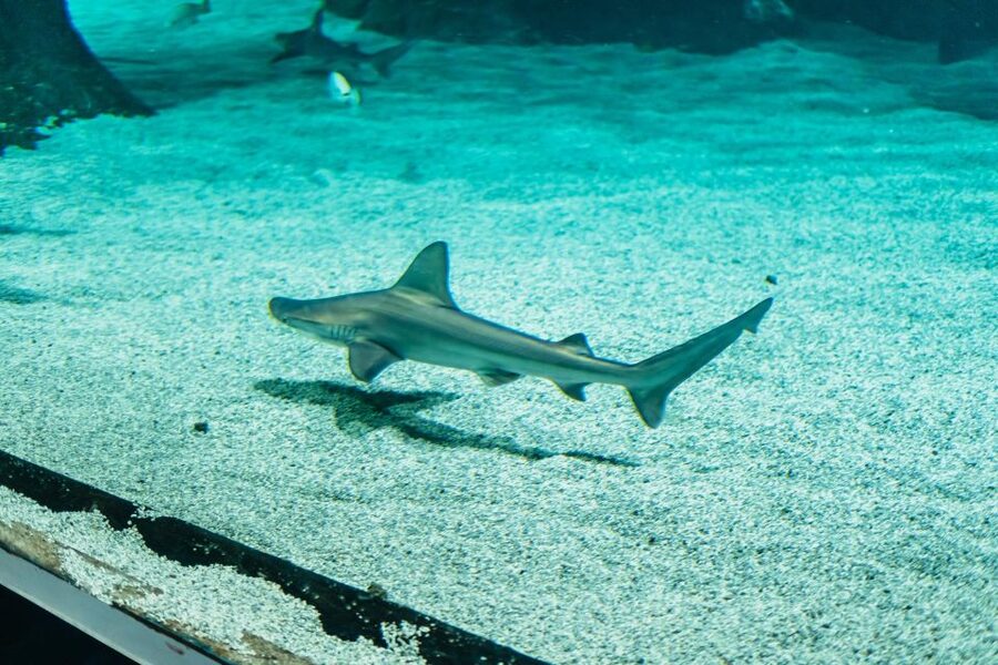 Lanzarote: Aquarium Entry Ticket - How long should you spend inside?