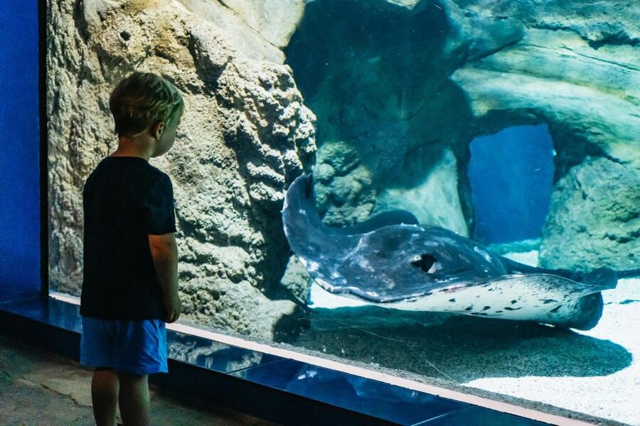 Lanzarote: Aquarium Entry Ticket - A good hot-weather plan in Costa Teguise