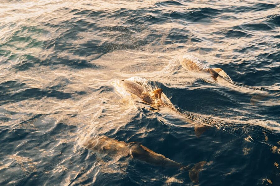 Lanzarote: Dolphin-Watching Sunset Cruise with Transfers - Key points to know before booking