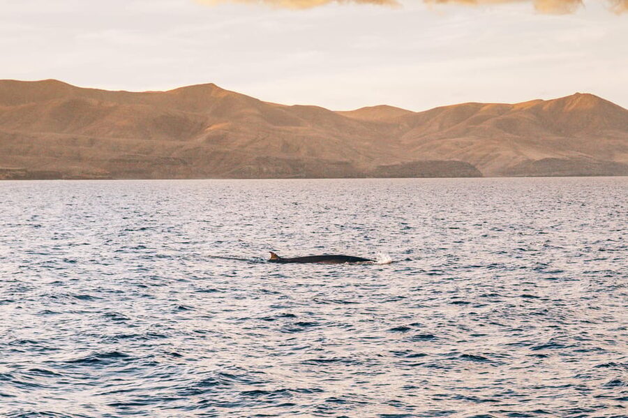 Lanzarote: Dolphin-Watching Sunset Cruise with Transfers - Should you book the Puerto del Carmen sunset cruise?