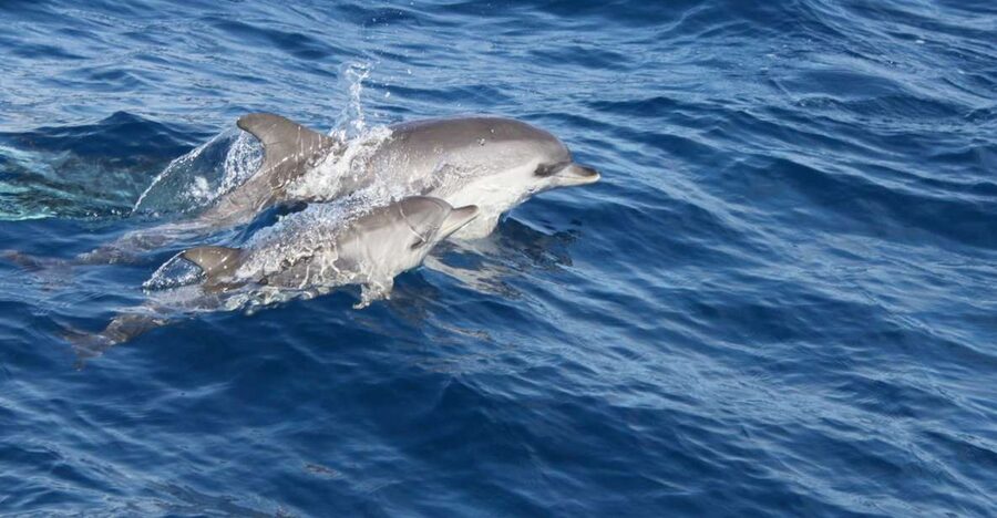 Lanzarote: Lobos Island Half-Day Dolphin Watching Trip - From your hotel to Puerto del Carmen