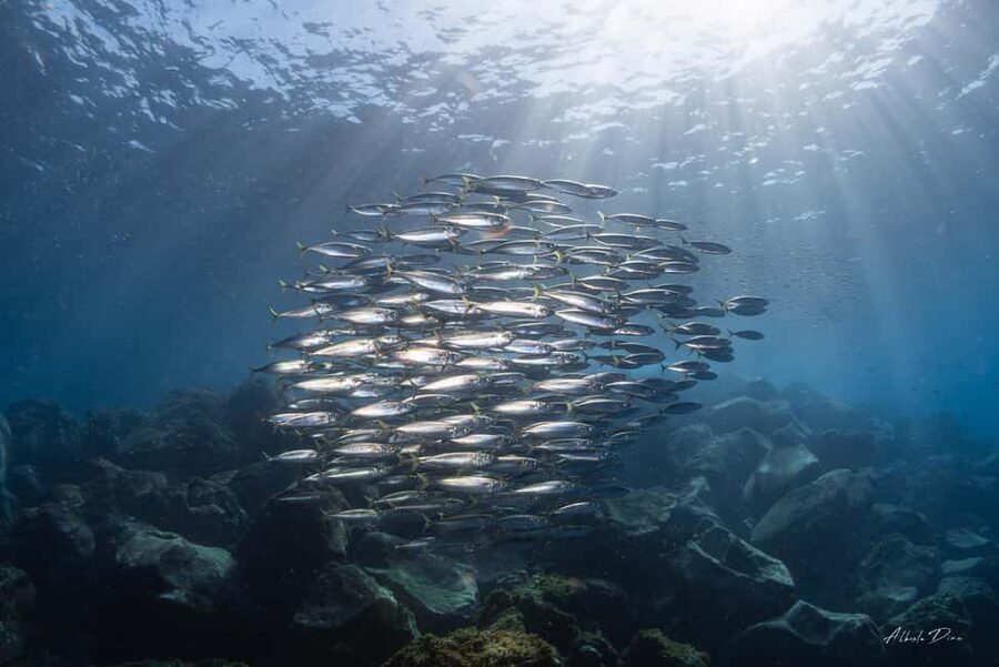 Lanzarote: Real Submarine Dive with Hotel Pickup - Boarding Sub Fun Tres and finding your seat