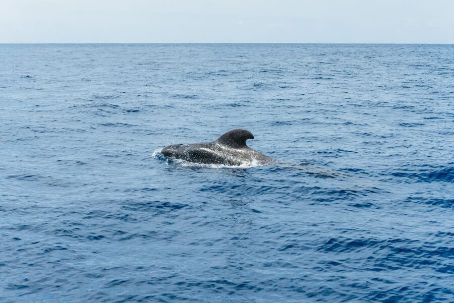 Las Galletas: Whale & Dolphin Tour with Local Skipper - How the $69 price compares
