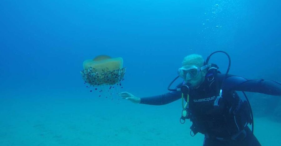 Lloret de Mar: Scuba Diving Experience no License Required - Key points for your first underwater session