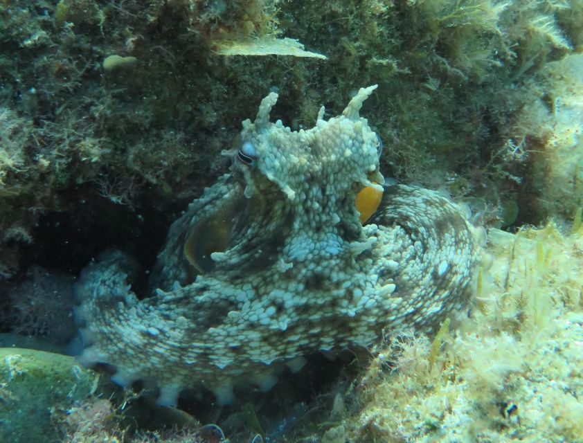 Lloret de Mar: Scuba Diving Experience no License Required - Equipment, photos, and what your $118 covers